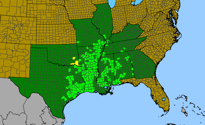 The range of Euthamia leptocephala